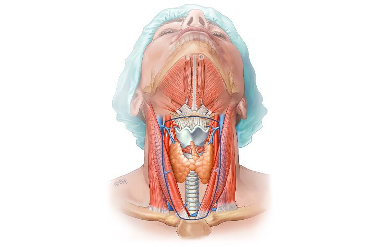 Thyroid Diseases